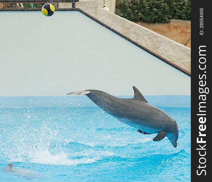 Dolphin Kicking Ball