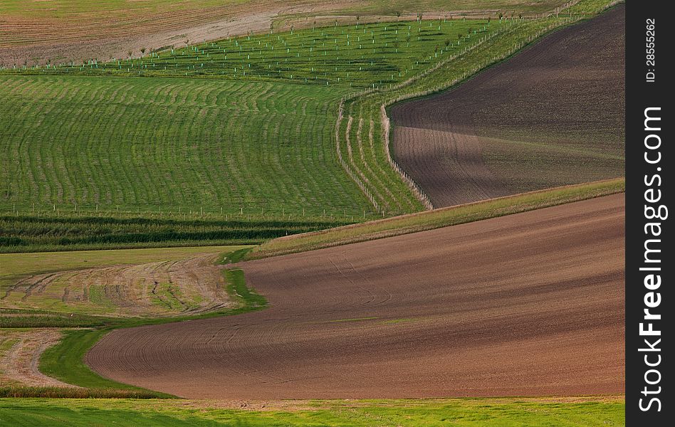 Spring field of growing up green grain. Spring field of growing up green grain