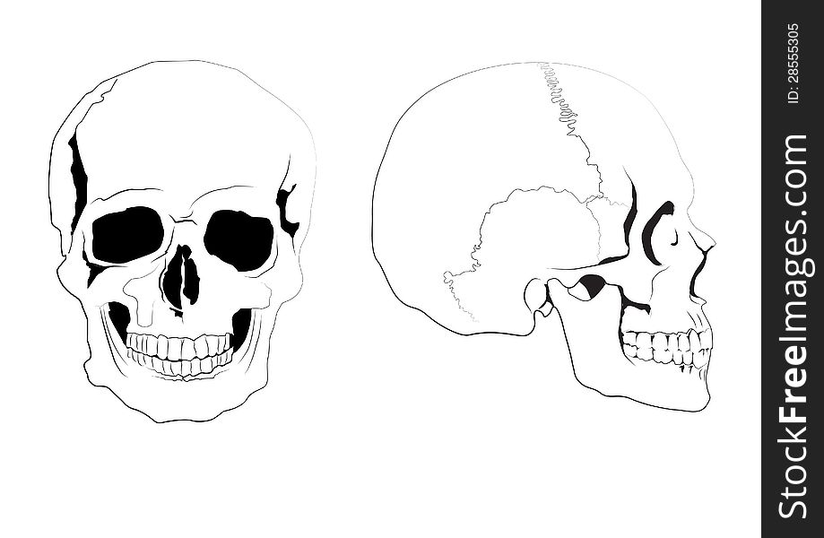 Human skulls full-face and in profile