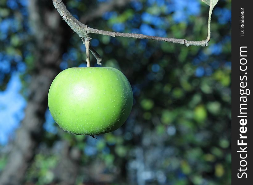 Green apple on a branch on a background bokeh