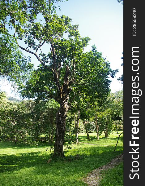 Tropical plants in a nature park. Tropical plants in a nature park