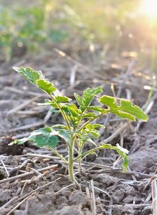Free Growth Of A Seedlings Stock Photos - 28564973