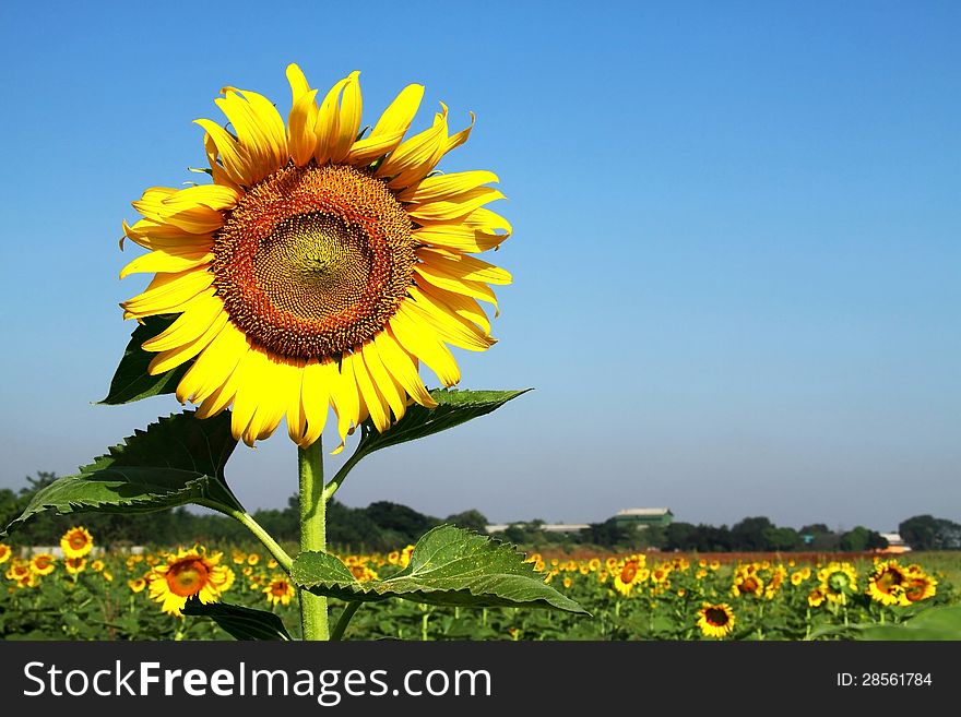 Big sunflowers beautiful higher small flower in the field with bright blue sky. Big sunflowers beautiful higher small flower in the field with bright blue sky