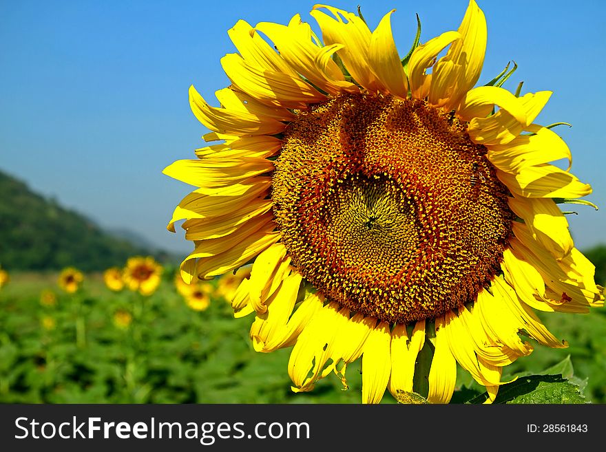 The sunflowers and green background beautiful in the field with bright blue sky. The sunflowers and green background beautiful in the field with bright blue sky