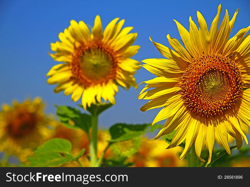 The sunflowers beautiful with yellow backdrop of blue sky. The sunflowers beautiful with yellow backdrop of blue sky