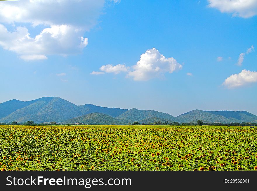 Field sunflowers and cloud blue sky with mountain in county Thailand. Field sunflowers and cloud blue sky with mountain in county Thailand