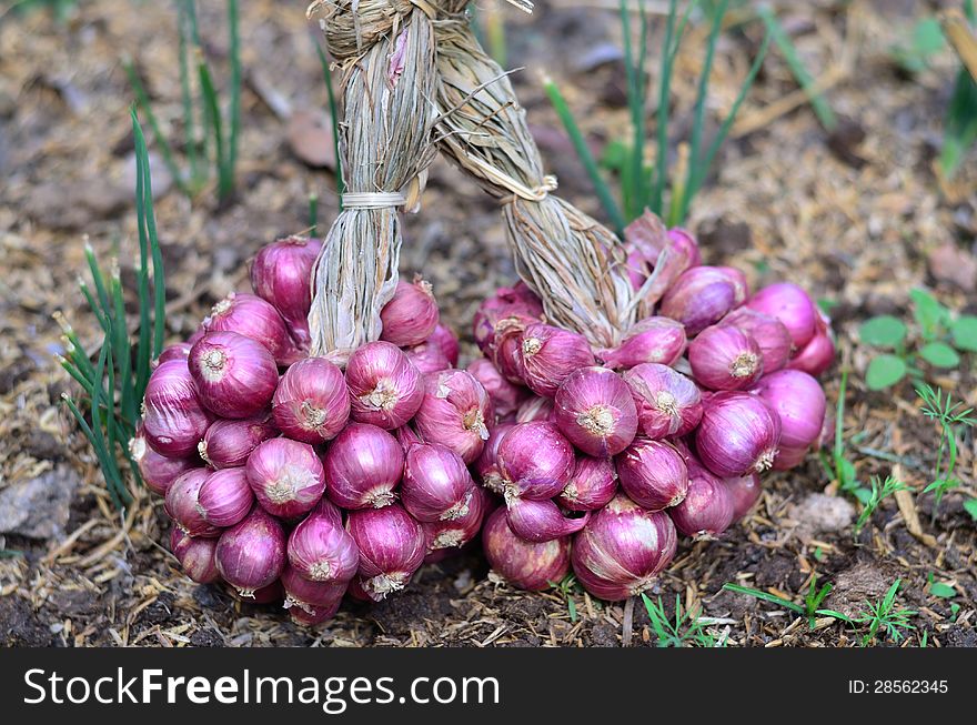 15,291 Shallots Stock Photos - Free & Royalty-Free Stock Photos from  Dreamstime