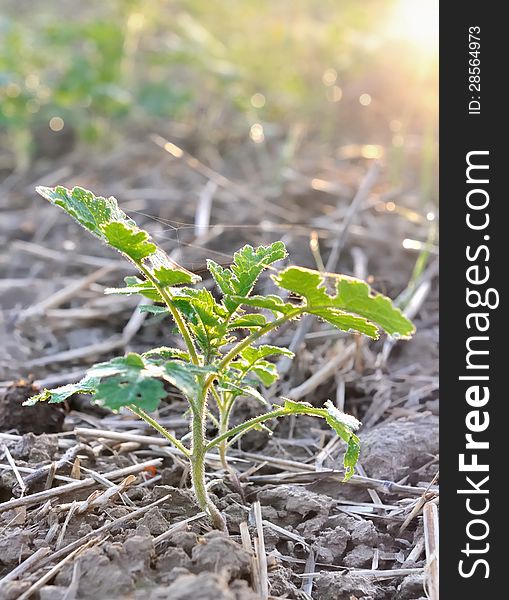 Growth of a young growth in the morning sunlight. Growth of a young growth in the morning sunlight