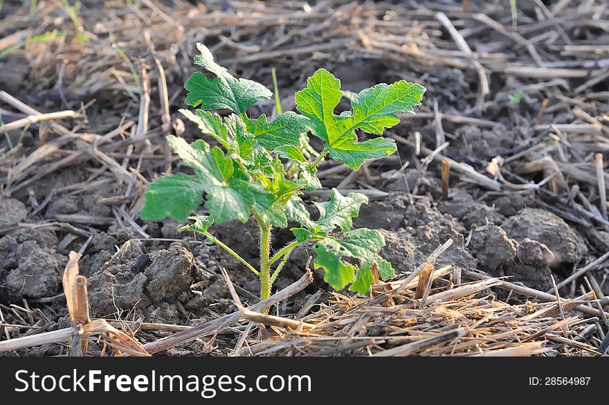 Growth of a seedling in a field. Growth of a seedling in a field