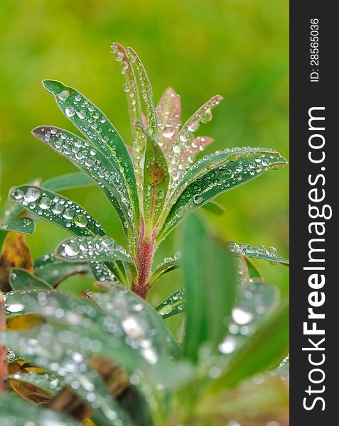 Small raindrops on the young foliage of a plant. Small raindrops on the young foliage of a plant