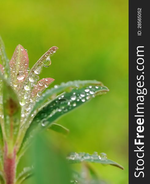 Water droplets on leaves