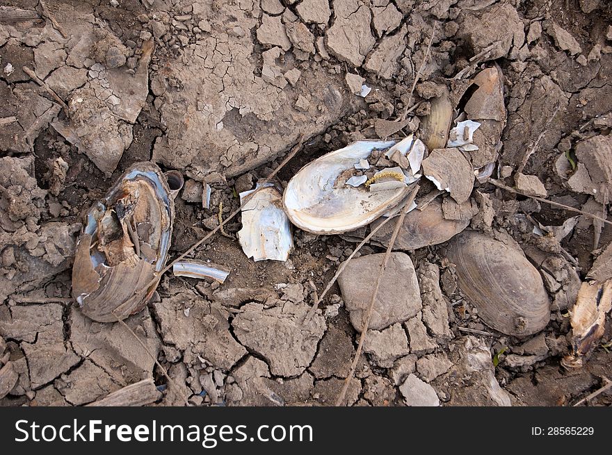 Broken cockleshells in the dried reservoir. Broken cockleshells in the dried reservoir