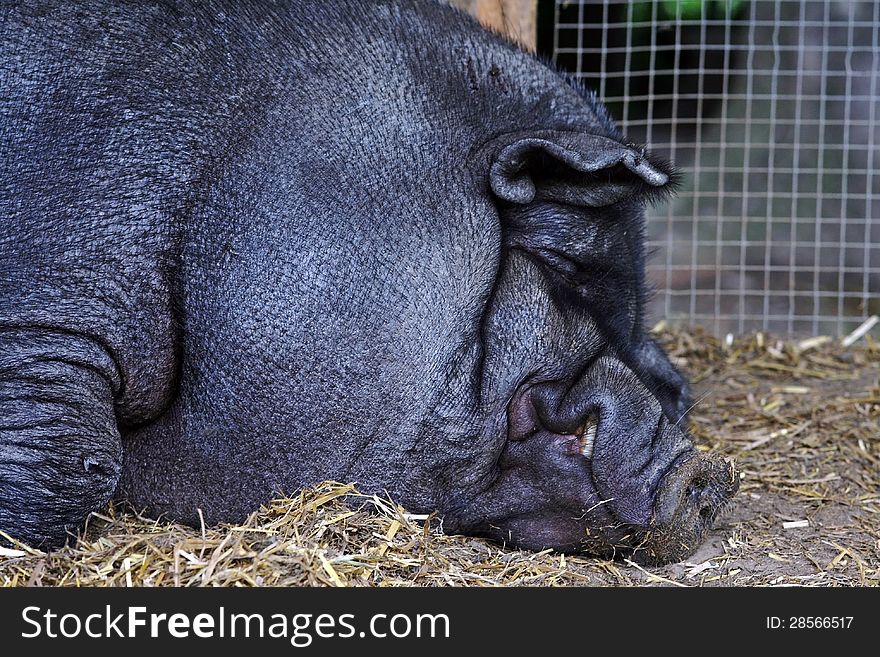 A big fat pot-bellied pig. A big fat pot-bellied pig