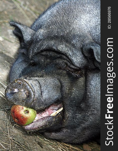 A big pot-bellied pig has an apple in his mouth