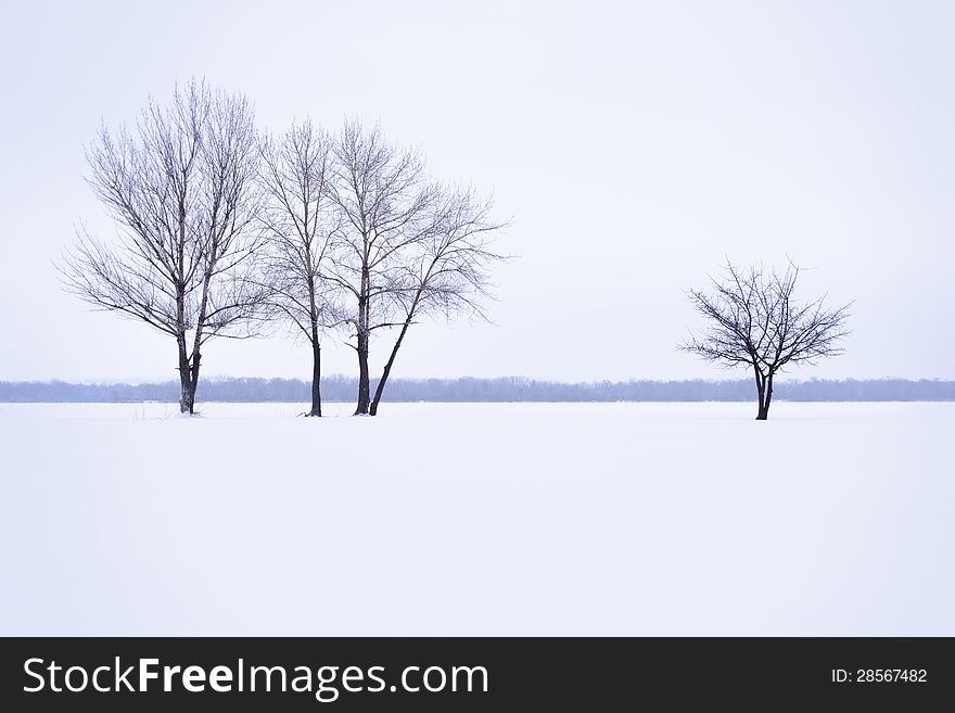 Winter landscape with lonely trees in mist