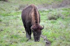 Bison Eating Stock Image