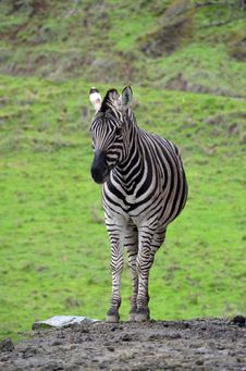 Zebra Stock Photo