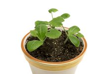 Close Up Of Young Plants In Flower Pot XXXL Stock Photos Close Up Of Young Plants In Flower Pot XXXL Stock Photos