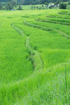 Green Terraced Rice Field Of Thailand Stock Image Green Terraced Rice Field Of Thailand Stock Image