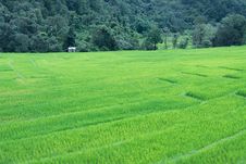 Green Terraced Rice Field Of Thailand Stock Images