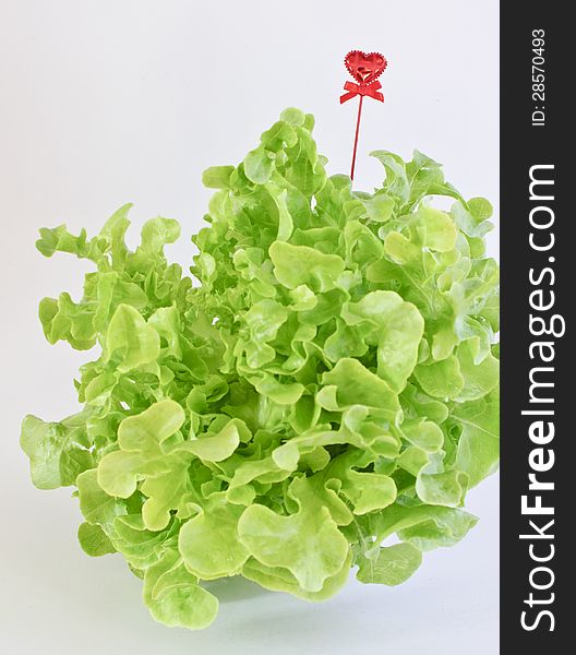 Green Oak leaf lettuce with heart