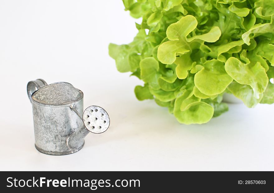 Green oak leaf lettuce with tin watering can isolated on white background