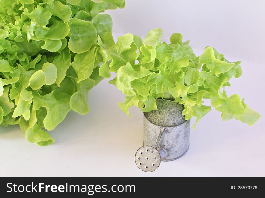 Green oak leaf lettuce with tin watering can  on white background