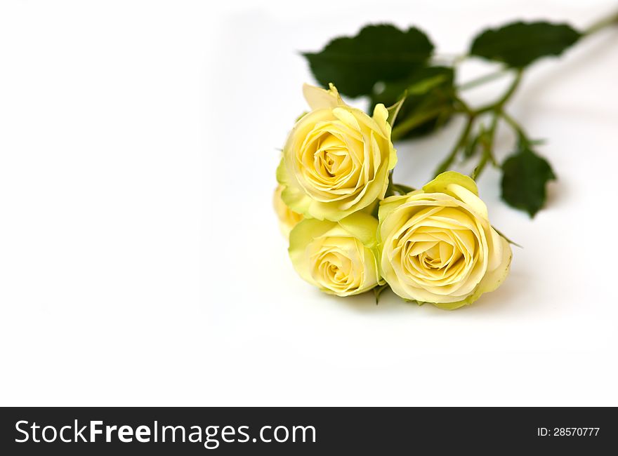Three yellow rose isolated on white background