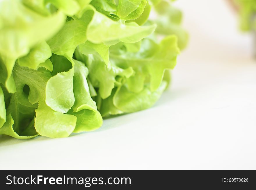 Closeup fresh green Oak leaf lettuce isolated