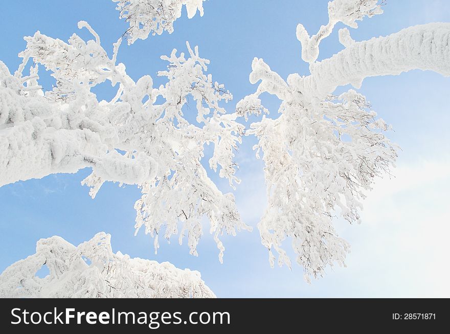 Crones of trees in snow against the blue sky