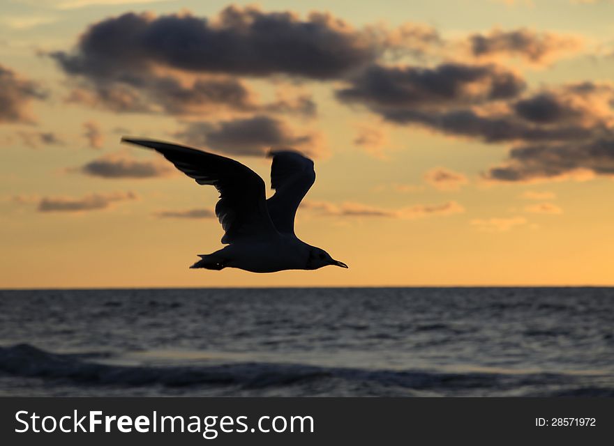 Cloudy sea sunset with seagull