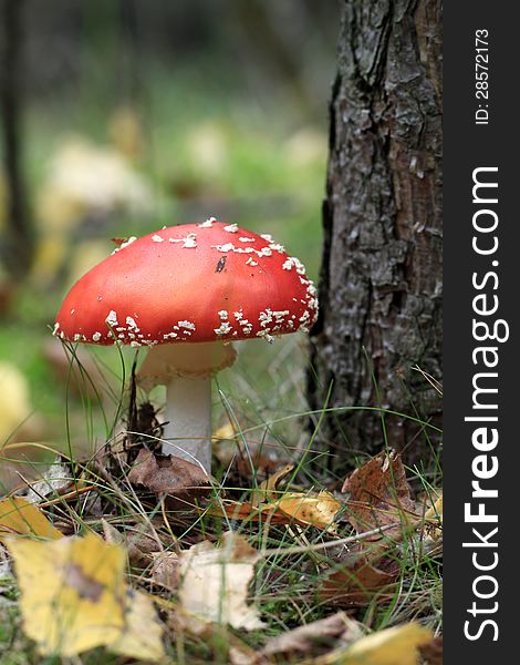 Red and white Mushroom -Fly agaric. Red and white Mushroom -Fly agaric