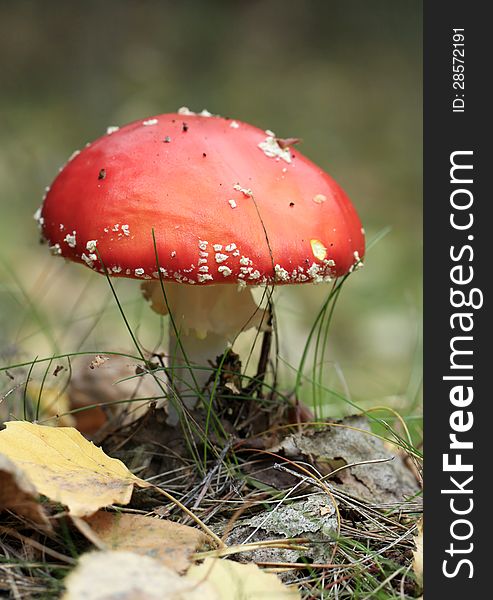 Red and white Mushroom -Fly agaric. Red and white Mushroom -Fly agaric