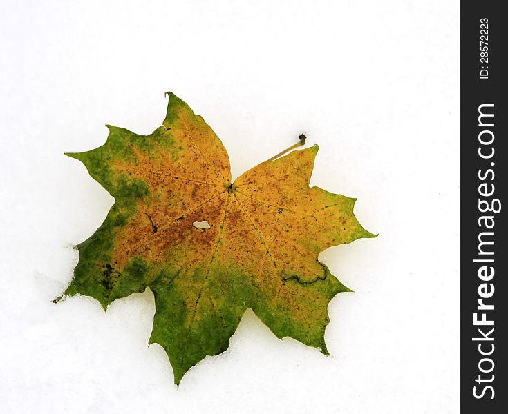 Autumn leaf lying on the snow. Autumn leaf lying on the snow