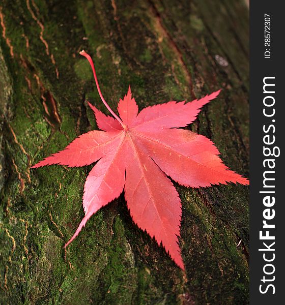 Red maple leaf on the trunk of the tree. Red maple leaf on the trunk of the tree