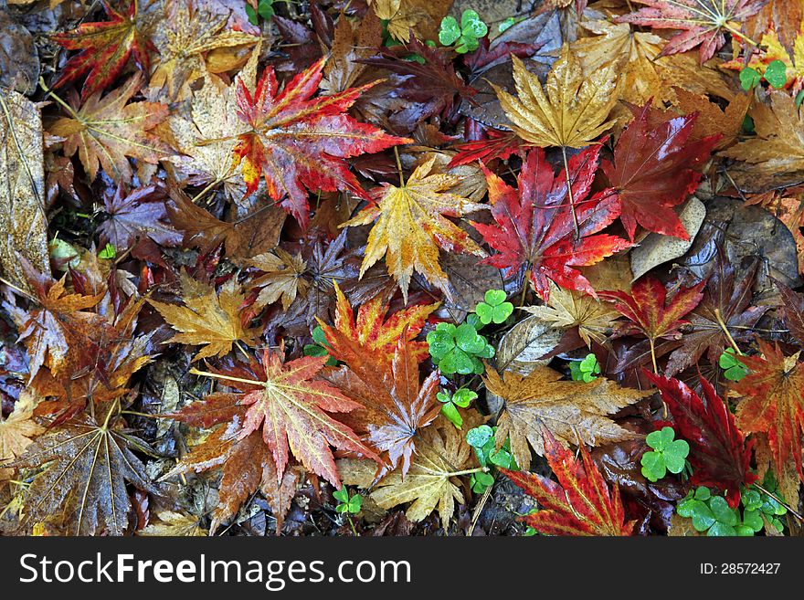 Carpet from yellow and brown leaves. Carpet from yellow and brown leaves