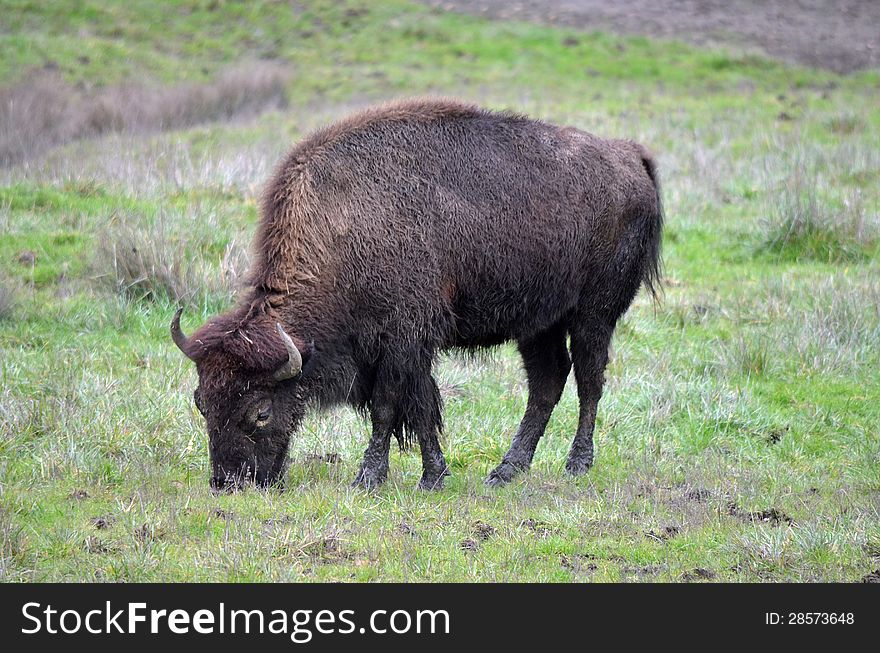 where can i eat bison near me