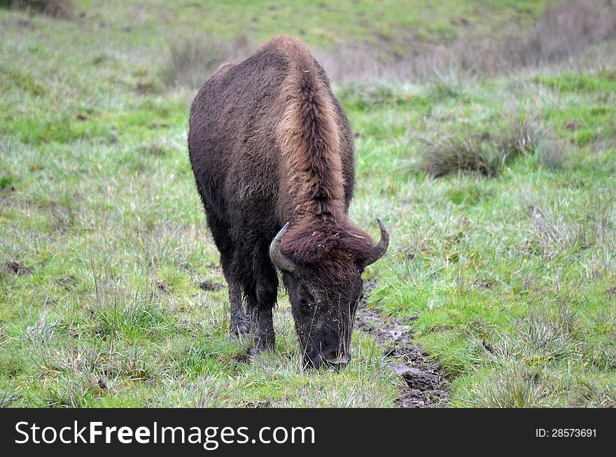 A male Bison eating grass in the meadow