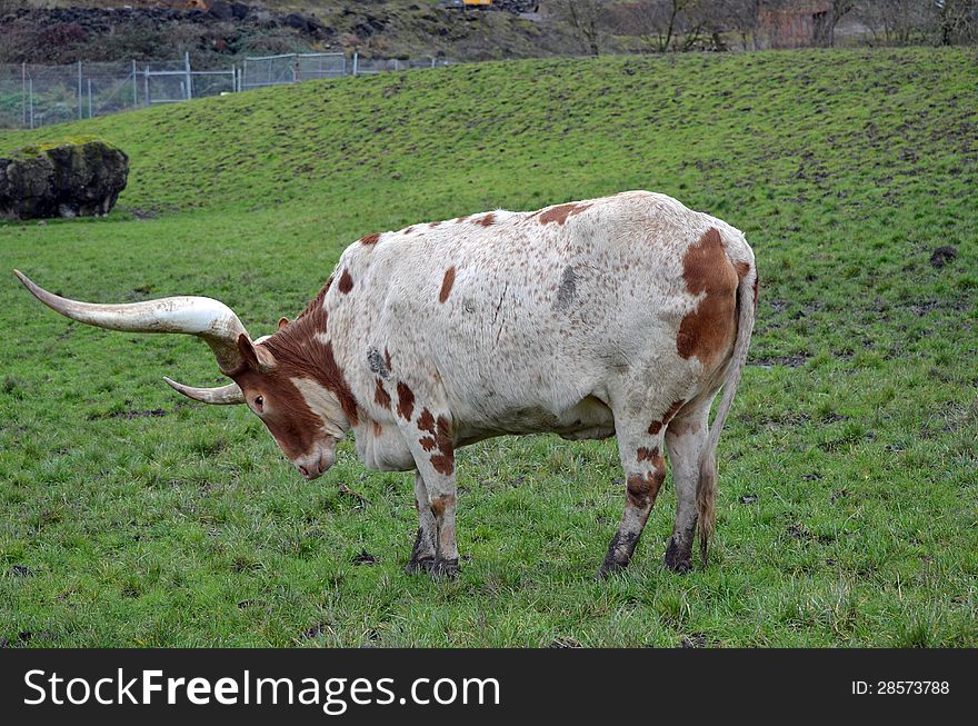 An African Ankole-Watusi (Long-horned cattle). An African Ankole-Watusi (Long-horned cattle)