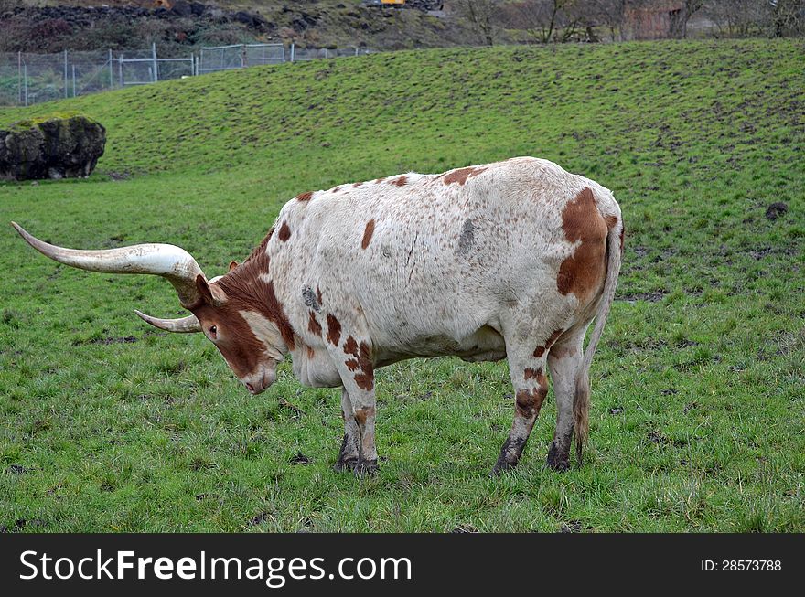 Long Horn Cattle