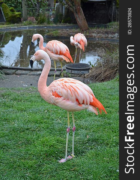 Pink Flamingos at Wildlife Safari, in Winston OR