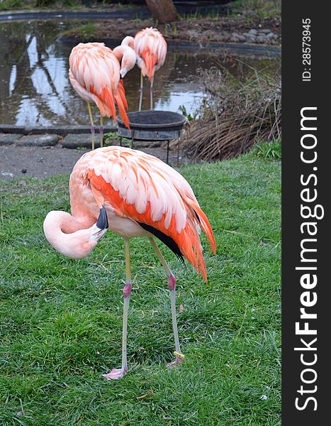 Pink Flamingos by the pond