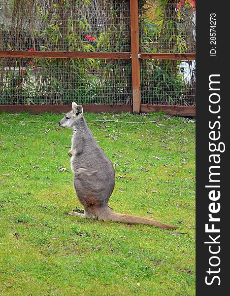 Wallaby Kangaroo holding still and watching