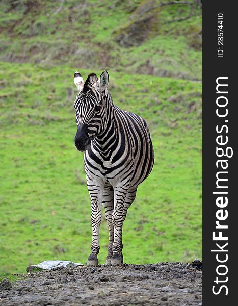 Zebra, an African equid (horse family)