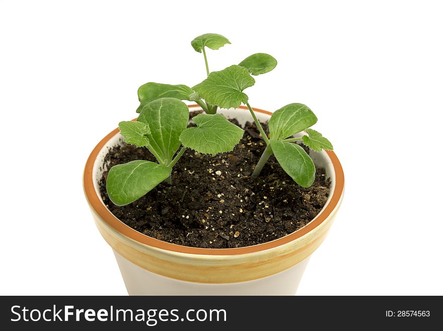 Close Up Of Young Plants In Flower Pot XXXL