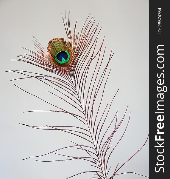Real Peacock Feather