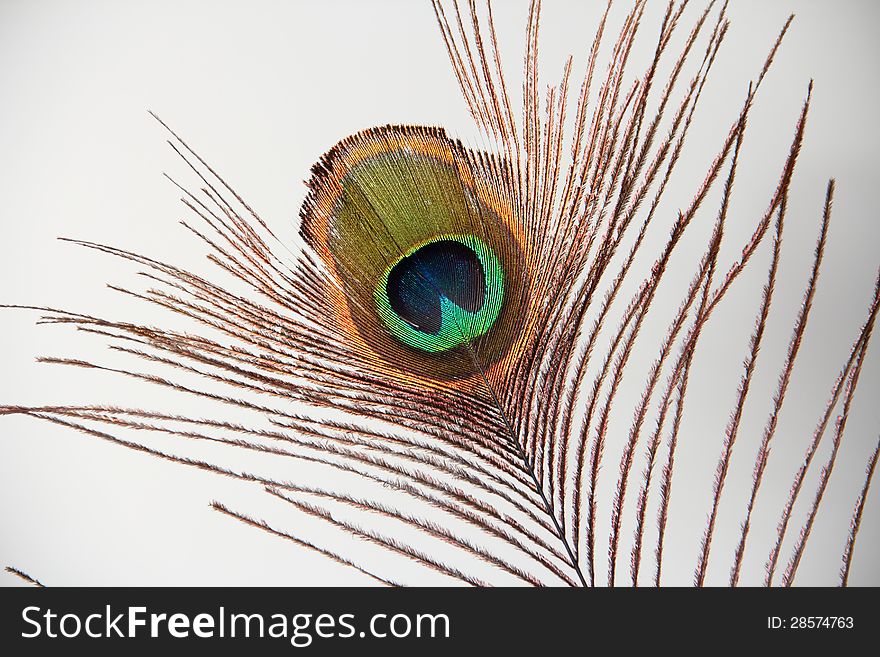 Peacock Feather Eye