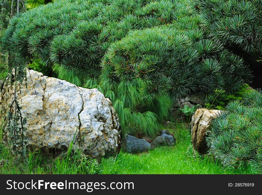 Beautiful green garden bonsai with stones. Beautiful green garden bonsai with stones