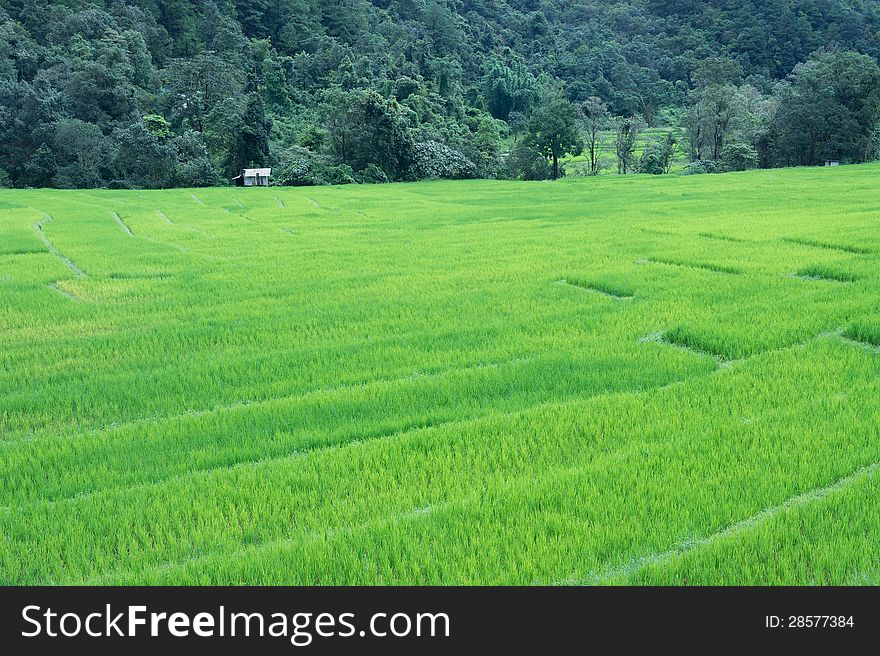 Green terraced rice field of Thailand grown by Thai Hill Tribe people