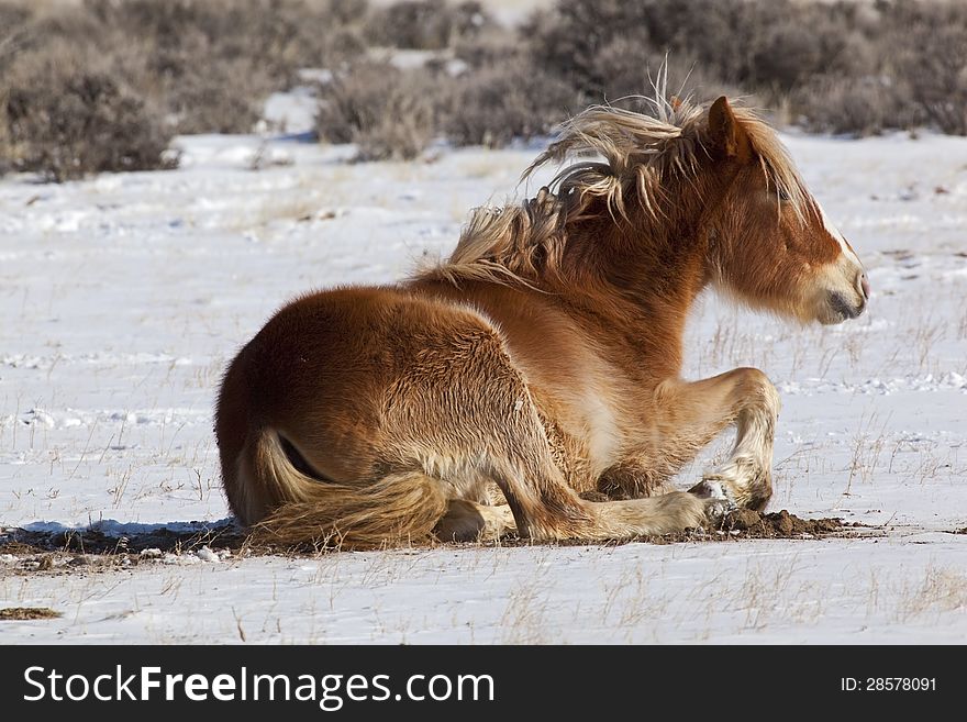 Wild Mustang Horses Of Wyoming
